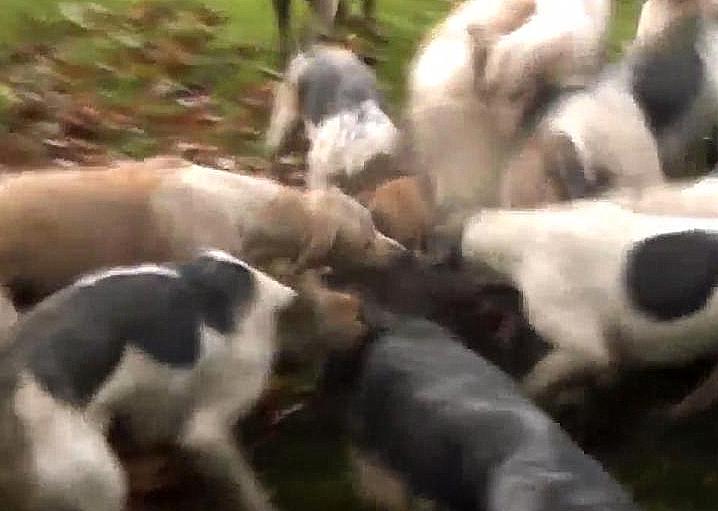 Ledburyfoxkill1123-11-12.JPG