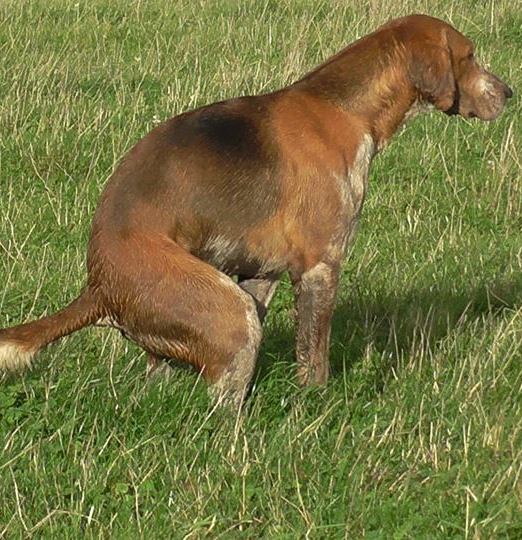 N.ShropshireFHHoundcrapping9-10-18.jpg N.ShropshireFHHoundcrapping9-10-18.jpg