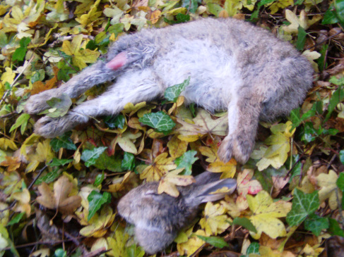 RabbitcorpsethrownatsabsbySussexharehuntsupporter10-11-12.jpg