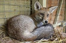 Redfox2_m.jpg