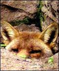 Redfoxinaden.jpg