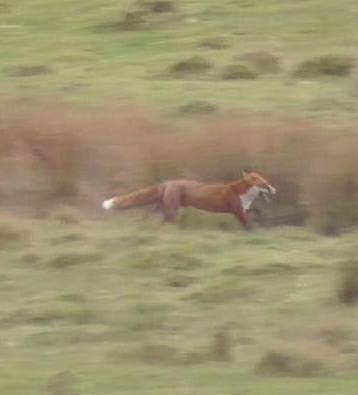 S.DurhamFHFoxfleeing2_3-11-18.jpg S.DurhamFHFoxfleeing2_3-11-18.jpg