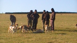 SabswithseveralofRockwoodHarrierspack.jpg