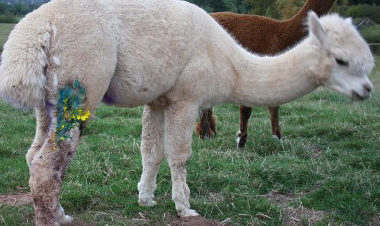 SavagedalpacaLouis28911.jpg