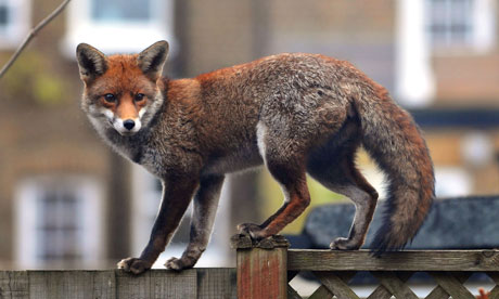 Fox In London