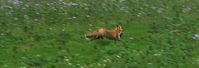 WarksFHFoxfleeing2-11-18.jpg WarksFHFoxfleeing2-11-18.jpg