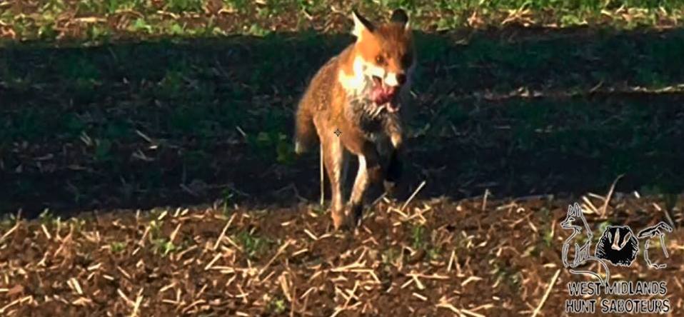 WarksFHStressedfoxfleeing22-9-18.jpg