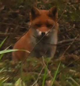 WarwickshireFHFoxat22-2-18.jpg WarwickshireFHFoxat22-2-18.jpg