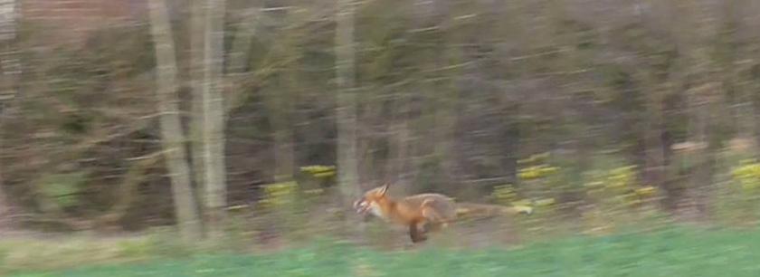 WaveneyHarriersFoxfleeing5-4-19.jpg