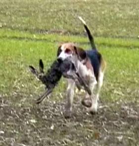 WaveneyHarrierwithhare.jpg WaveneyHarrierwithhare.jpg