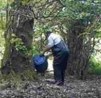 foxfeedingatCattistockartificialearth.jpg